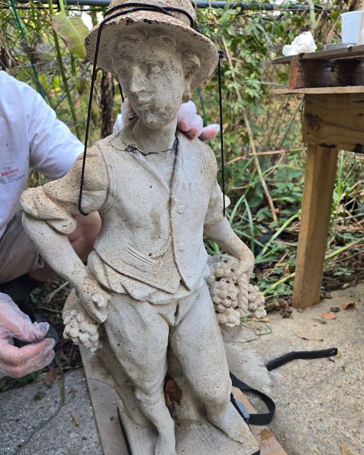 A cement garden statue of a boy holding grapes, mid-repair: its broken-off head reattached and held in place with wire while the repair cures